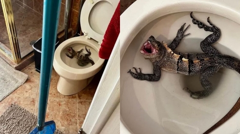 Iguana found inside Florida home’s toilet