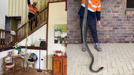 Stunning discovery unearthed as gigantic snake skin found in attic