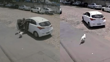 Woman dumps amputated dog in middle of road despite dog wagging its tail begging
