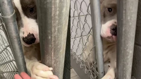  Lonely shelter dog reaches their paw through the bars to shake everyone's hand