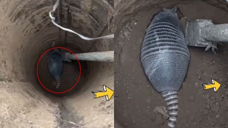 Man discovers extraordinarily rare species while digging a well