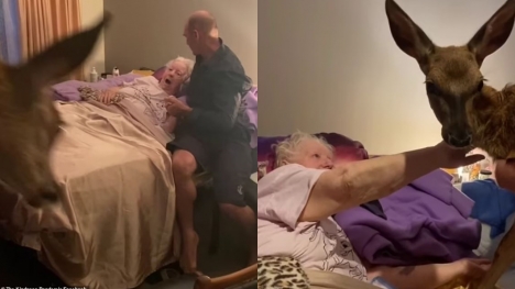 Daughter brings Bambi to visit dying mother, capturing an emotional moment