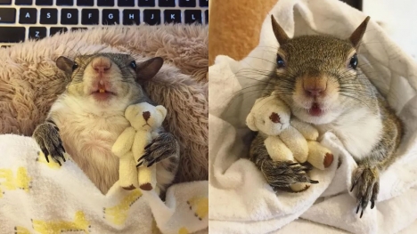 Hurricane-Rescued squirrel clings to mini teddy bear as her lifeline