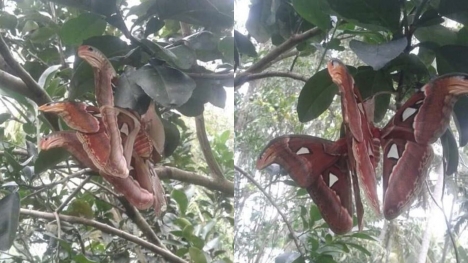 Tree-dwelling 'Snakes' with angry appearance turn out to be something else