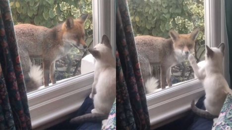 Wild fox forms heartwarming bond with little kitten through window
