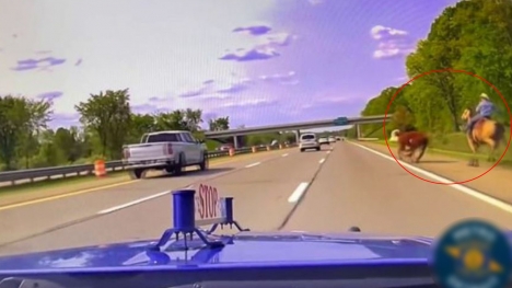 Real life lasso-wielding cowboy captures runaway cow on motorway