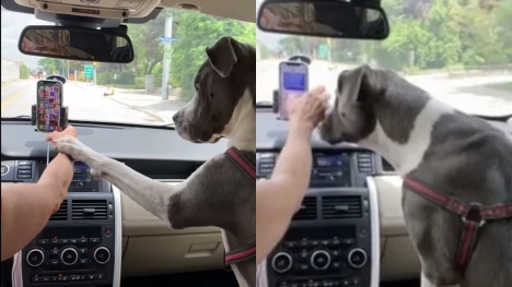 Resourceful dog stops owner's texting, prevents distracted driving
