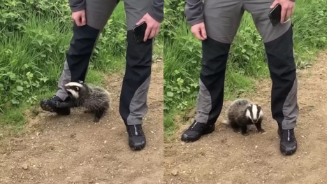 Woman on park stroll encounters accidentally begging badger cub in need of rescue