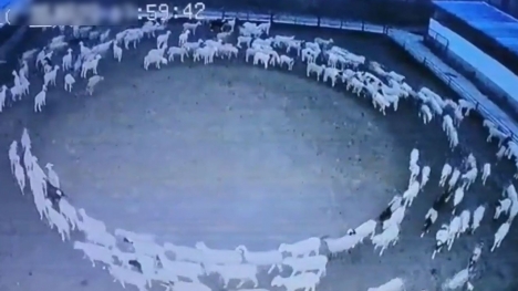 A flock of sheep circled around for 12 days and nights as if hypnotized