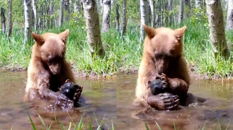 Camera captured bear taking a bath with his beloved toy in a puddle