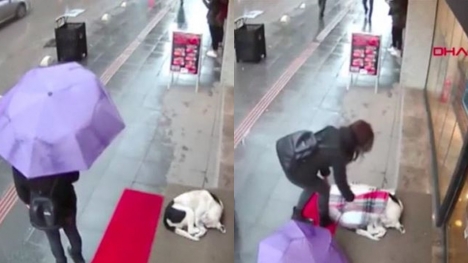Camera captured moment kind woman offers her own towel to shivering stray dog 