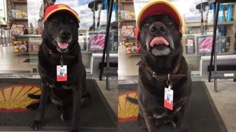 Negão - The abandoned dog becomes gas station attendant