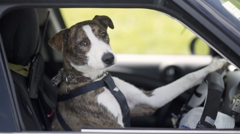 Man blames his dog for driving too fast to avoid getting caught