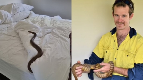 Discovery of a brown snake coiled underneath homeowners' sheets