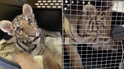Tiger can't hold back her happiness as she was rescued from a dog-sized cage