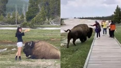 Tourists in Yellowstone gored after provoking bison for selfies