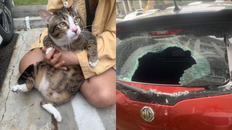 Fat cat miraculous survival after falling from 6th floor, breaking car window