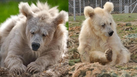 Elderly circus bear is finally free after 20 years behind bars 