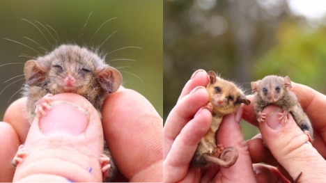 From the brink of destruction: the resurgence of the pygmy possum on Kangaroo Island