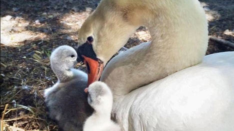 Teenagers mistakenly k.ill and eat the mother swan, thinking it was a duck, snatching her four babie