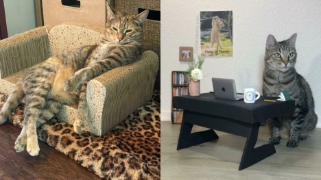 10+  Adorable cat-sized furniture pieces that will melt your heart