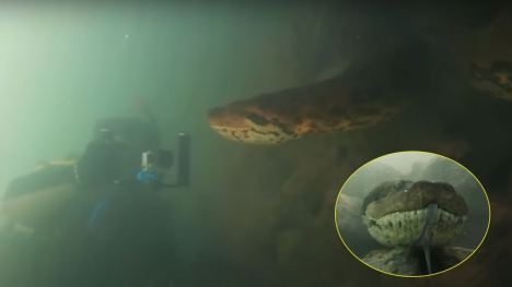 Scuba diver confronts enormous seven-meter anaconda