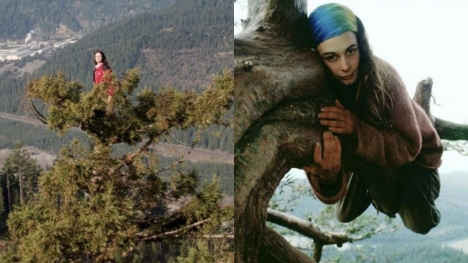 The amazing story of a girl who lived in a redwood tree for 738 days