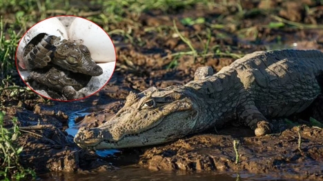 Virgin birth in a crocodile: Female crocodile gives birth in Costa Rica despite living alone for 16 years