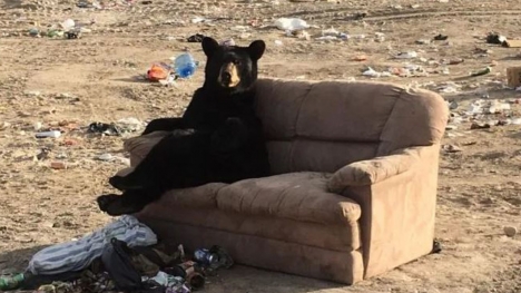 Bear caught  enjoying ‘just like a human’ on discarded couch