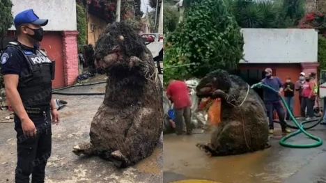 Shocked workers find ‘giant rat’ while cleaning sewers in Mexico City’s sewer system