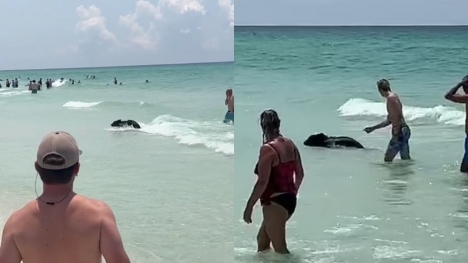 Bear shocks Florida beachgoers by unexpected swim from the ocean