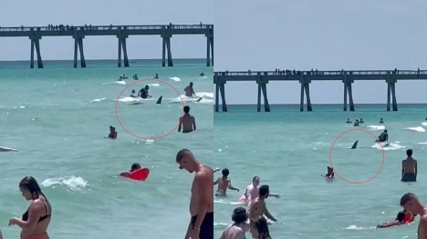 Huge shark spotted swimming in shallow Florida waters sends beachgoers screaming 'get out of the water'