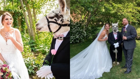 Llama dressed like groomsman at wedding delights guests at New York wedding