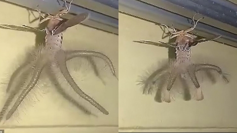 Man stunned after spotting a bizarre 'alien-like' winged creature crawling across the ceiling