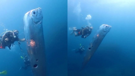 Divers encounter enormous ‘doomsday fish’ with mysterious wounds off the coast