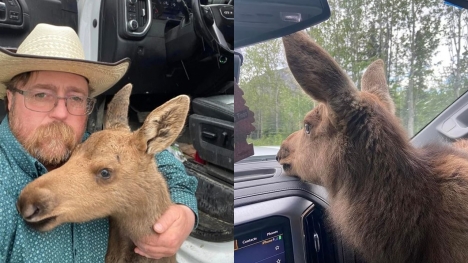 Canadian man fired from his job for saving baby moose from hungry bear 