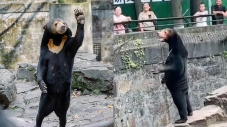 Chinese zoo denies bear is a human in costume