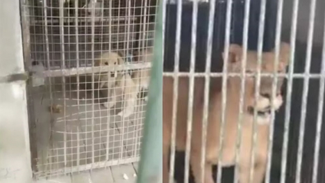 Chinese zoo allegedly tried to pass off Golden Retriever as a lion after denying the bear is a human in costume