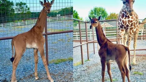 Rare spotless giraffe born at Bright's zoo -  believed to be only one in the world