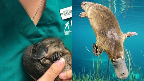 What is the name of the baby platypuses? 