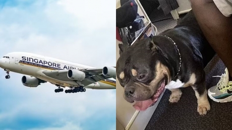 Couple demand refund after being sat next to dog who 'snorted and farted' for 13 hours on flight