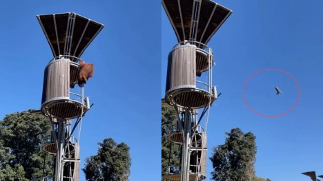 Orangutan evicts unwanted possum out of enclosure at zoo by launching it off-platform