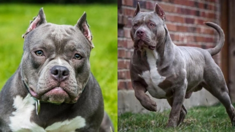 Here's the reason why American XL bully dogs are set to be banned