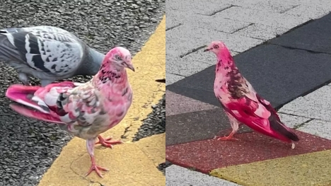 Locals baffled after spotting mystery pink pigeon in town centre