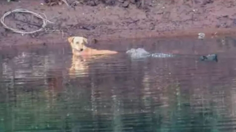 Incredible moment three crocodiles SAVE the life of stray dog that fell in river instead of eating it