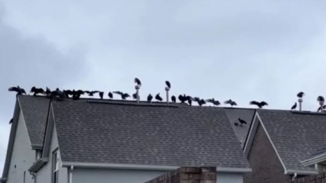 Man stunned after spotting 20 vultures gather on his neighbor's roof