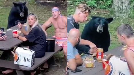 Wild black bear wanders into camp begging for food