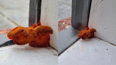 ‘Freaked out’ tenant asks for help after spotting a bizarre orange object growing inside hom