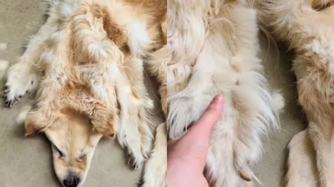 Family sparks debate by turning their beloved deceased golden retriever into a rug