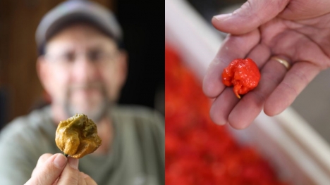  Pepper X has captured the Guinness World Record for the world’s spiciest chili
